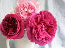 The Dark Lady rose photo