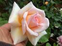 Polly rose photo