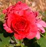 Fancy Talk rose photo