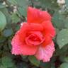 Hawaii rose photo