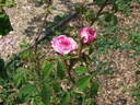 Sans sépales rose photo