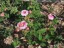 Sans sépales rose photo