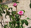 Sans sépales rose photo