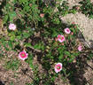 Sans sépales rose photo