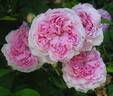 Belle sans flatterie rose photo