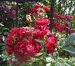 Climbing Alberich rose photo