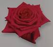 Kordeaux rose photo