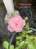 Walferdange rose photo