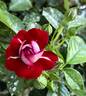 Rose der Einheit rose photo