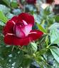 Rose der Einheit rose photo