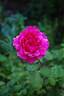 Tallyho rose photo