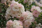 Phyllis Bide rose photo
