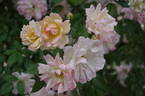 Phyllis Bide rose photo