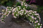 Phyllis Bide rose photo
