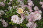 Phyllis Bide rose photo