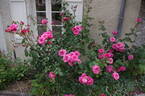 Étude rose photo