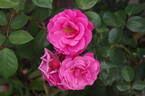 Étude rose photo