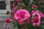 Étude rose photo