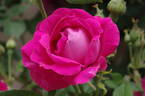 Ulrich Brunner rose photo