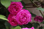 Ulrich Brunner rose photo