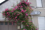 Roville ® rose photo