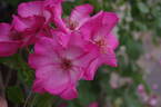 Roville ® rose photo