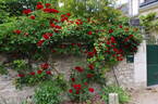 Lilli Marleen, Cl. rose photo