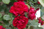 Lilli Marleen, Cl. rose photo