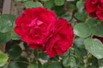 Lilli Marleen, Cl. rose photo