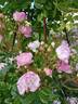 Gardens of Hex rose photo