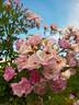 Gardens of Hex rose photo