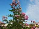 Gardens of Hex rose photo