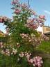 Gardens of Hex rose photo