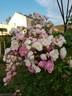 Gardens of Hex rose photo