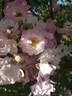 Gardens of Hex rose photo
