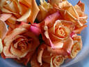 Orange Unique ™ rose photo