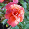 Tawny Tiger rose photo