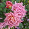 Incognito rose photo