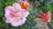 Autumn rose photo