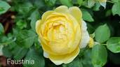 Faustinia rose photo