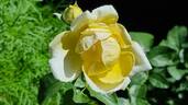 Faustinia rose photo