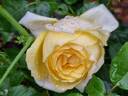 Faustinia rose photo