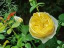 Faustinia rose photo