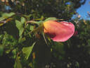 Bishop Darlington rose photo