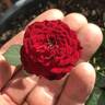 Cheerleader ™ rose photo