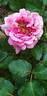 Agnès Schilliger ® rose photo