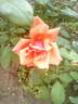 President Herbert Hoover rose photo