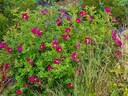Ann Endt rose photo