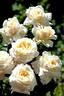 Ariane de Rothschild rose photo