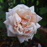 Beauté de l'Europe rose photo